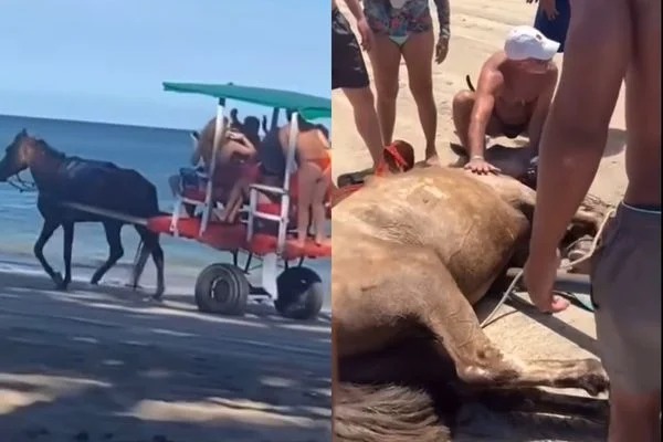 Prefeitura de Cairu suspende serviços que utilizam animais como transporte após morte de Cavalo Prefeitura de Cairu suspende serviços que utilizam animais como transporte após morte de Cavalo