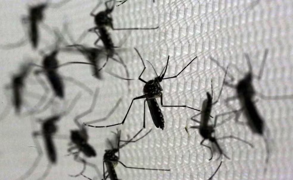 Primeira morte por dengue registrada na cidade de SP; total de óbitos no estado sobe para seis Primeira morte por dengue registrada na cidade de SP; total de óbitos no estado sobe para seis