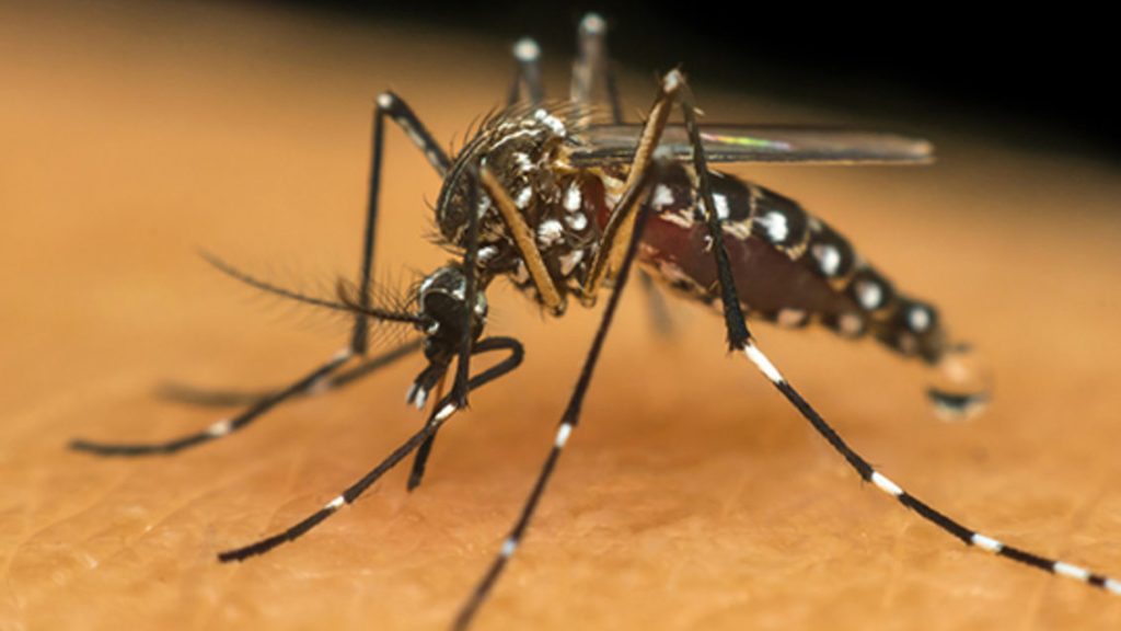 São Paulo declara estado de emergência por surto de dengue: 31 mortes confirmadas e 122 sob investigação São Paulo declara estado de emergência por surto de dengue: 31 mortes confirmadas e 122 sob investigação
