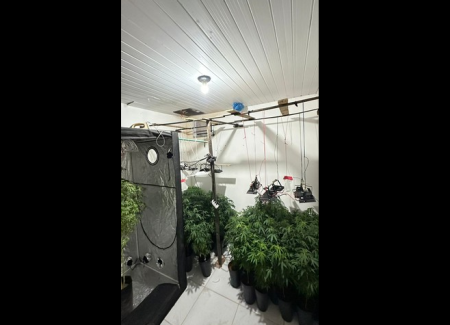 Polícia apreende mais de 100 pés de maconha em estufa na Zona Sul de Aracaju