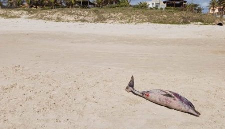 Praias de Abaís e Caueira registram mortes de golfinhos; poluição e redes de pesca são possíveis causas