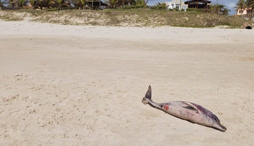 Praias de Abaís e Caueira registram mortes de golfinhos; poluição e redes de pesca são possíveis causas Praias de Abaís e Caueira registram mortes de golfinhos; poluição e redes de pesca são possíveis causas