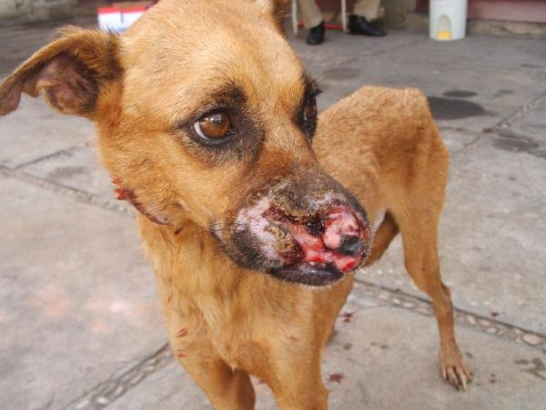 Veterinário alerta: Calazar não se pega do cachorro, e sim do mosquito! Veterinário alerta: Calazar não se pega do cachorro, e sim do mosquito!