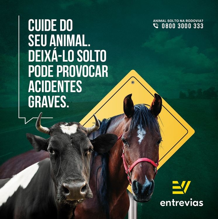Animal solto na BR-235 provoca acidente e reacende alerta sobre riscos na rodovia Animal solto na BR-235 provoca acidente e reacende alerta sobre riscos na rodovia